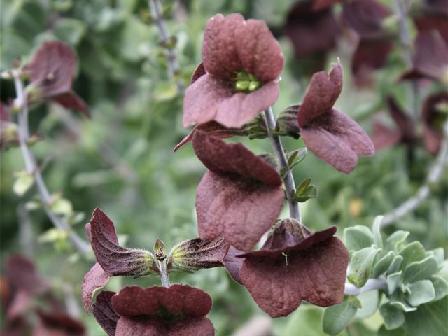 Salvia africana lutea purple calyxes