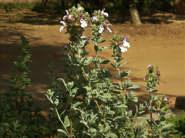 Salvia dolomitica Dolomite sage hardy indigenous shrubs for containers