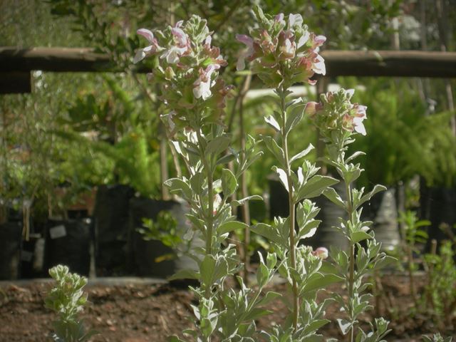 Salvia dolomitica plants with silver grey foliage