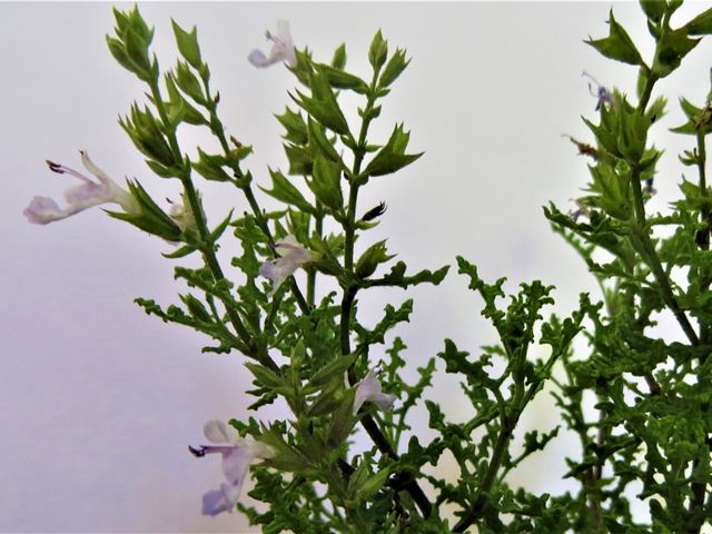 Salvia namaensis flower side view