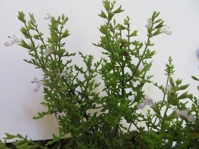 Salvia namaensis flowering shrublet