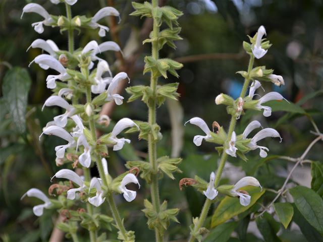 Salvia radula bee food plant indigenous
