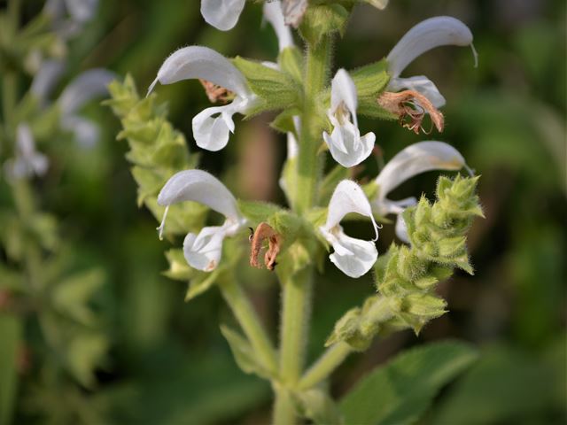 Salvia radula white flowered indigenous sage