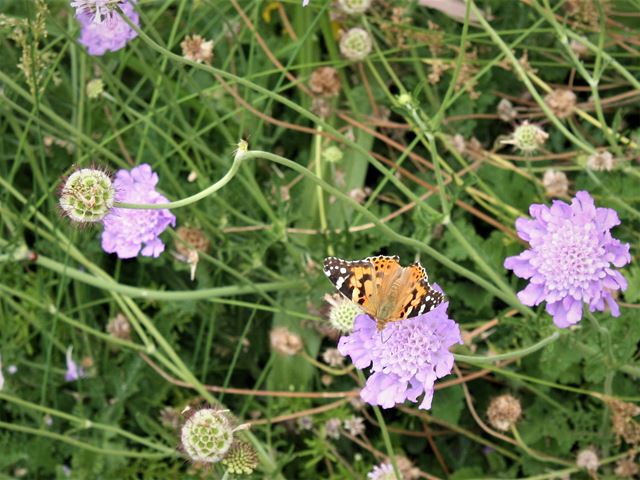 Scabiosa columbaria Blue with Painted Lady