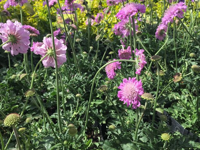 Scabiosia columbaria pink butterfly plant