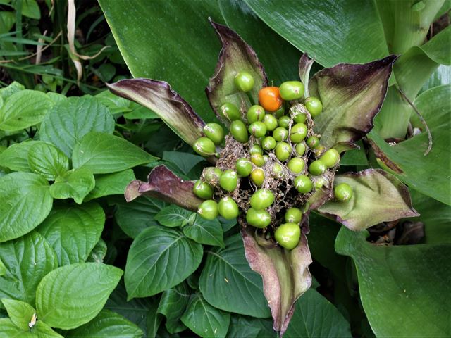 Scadoxus puniceus decorative fruit