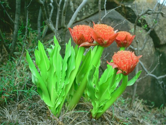 Scadoxus puniceus flowering bulb