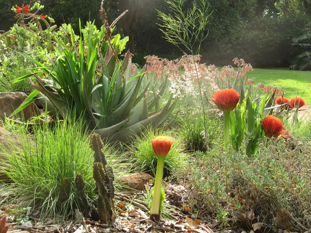 Scadoxus puniceus in landscaped garden