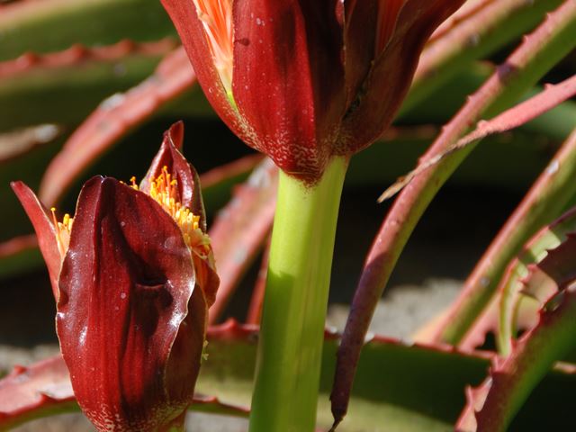 Scadoxus puniceus inflorescence bracts