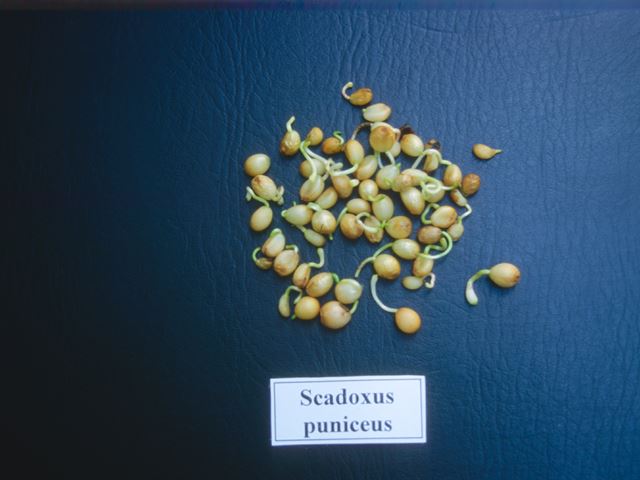 Scadoxus puniceus seeds