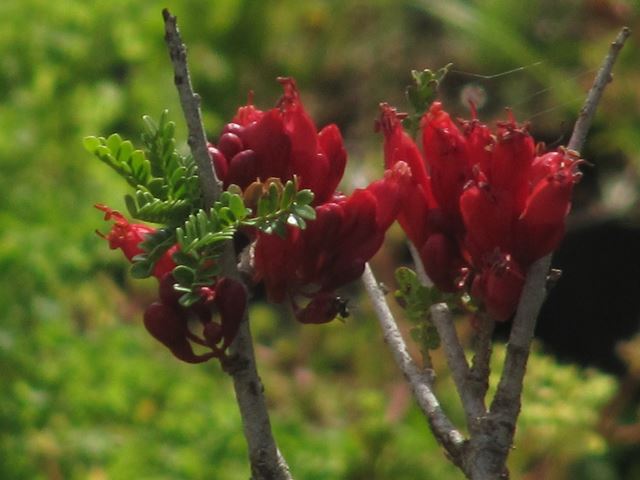 Schotia affra tree flowers