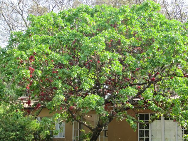 Schotia brachypetala neat tree for gardens