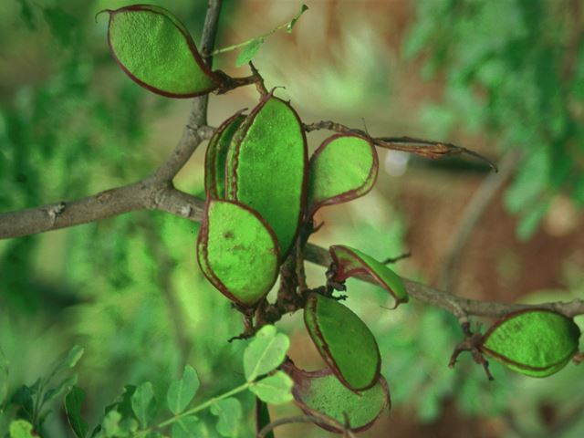 Schotia brachypetala pods and seeds used in pot pourri