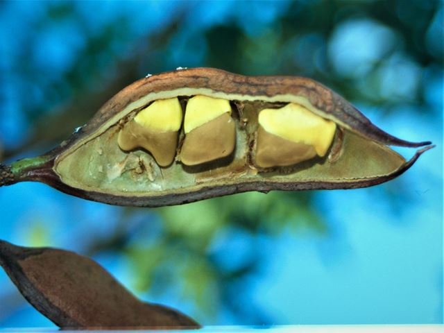 Schotia brachypetala seeds in dehiscent pod used as coffee substitute