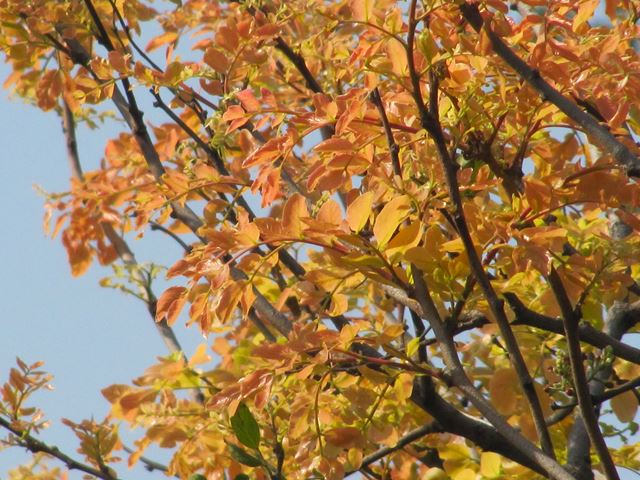 Schotia brachypetala spring new leaf colour