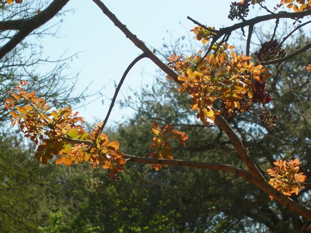 Schotia brachypetala tannin rich new leaves