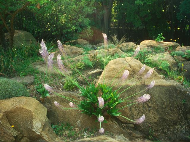 Scilla natalensis bulb clump in rock garden