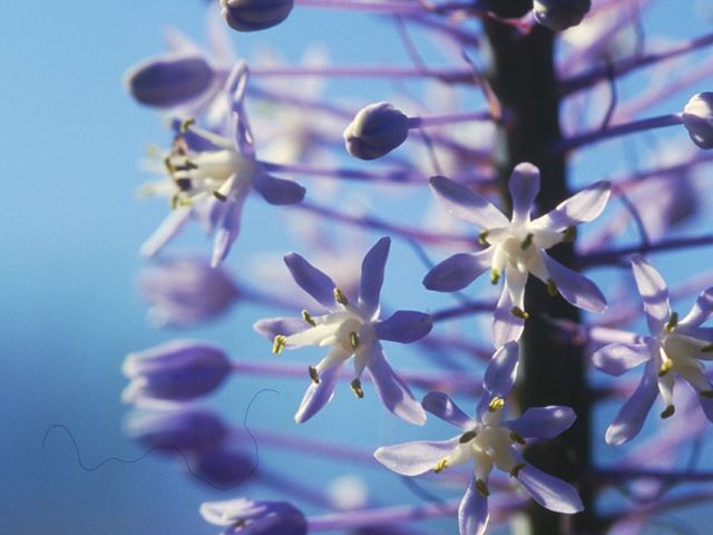 Scilla natalensis flower detail