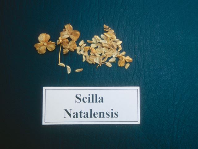 Scilla natalensis seed