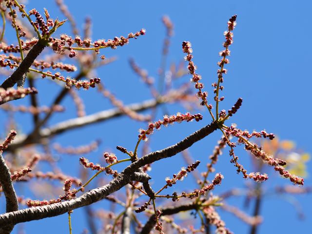 Sclerocarya birrea Marula flowers in spring