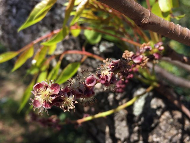 Sclerocarya birrea Marula male flowers