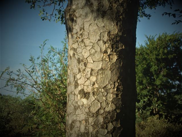 Sclerocarya birrea bark used in traditional beliefs