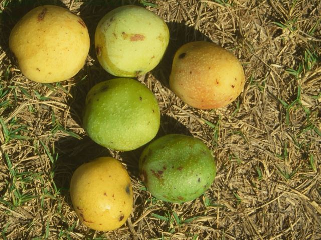 Sclerocarya birrea fruit