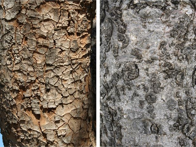 Sclerocarya birrea marula bark used in traditional medicine