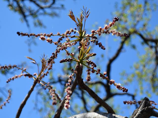 Sclerocarya birrea marula flowers insect pollinated