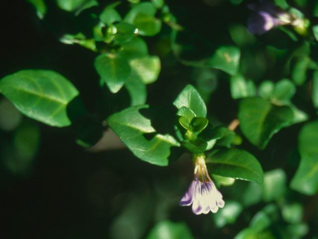 Sclerochiton harveyanus flower