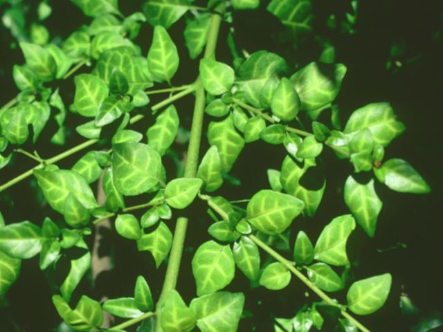 Sclerochiton harveyanus leaves