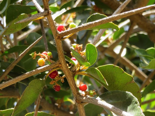 Scolopia mundii fruit and leaves