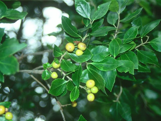 Scolopia mundii with fruit