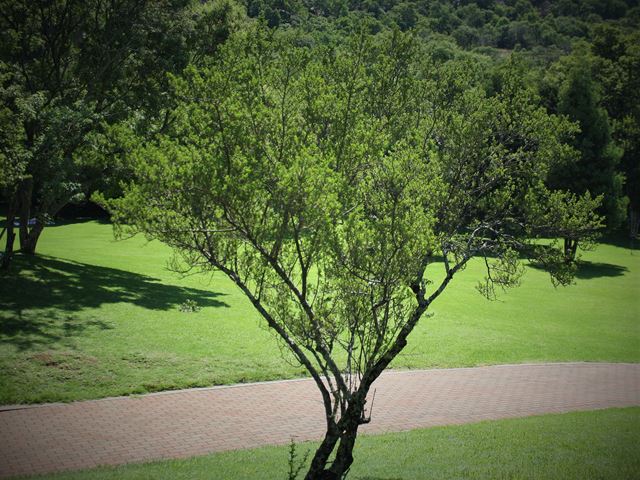 Searsia burchellii Rhus burcellii shrubs pruned to look like trees