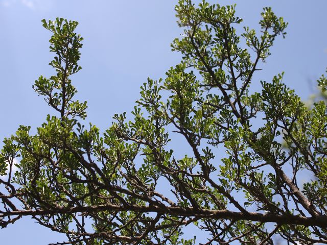 Searsia burchellii Rhus burchellii Kuni bush branches