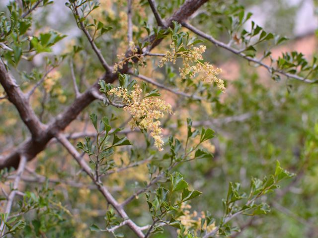 Searsia burchellii was Rhus very hardy evergreen shrub