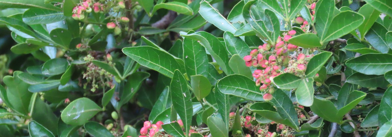 Searsia pentherii