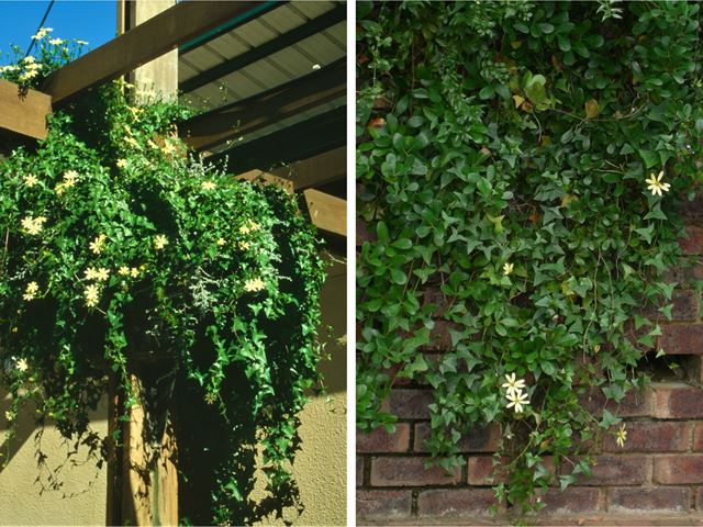 Senecio macroglossus Flowering Ivy climbers for hanging baskets and walls