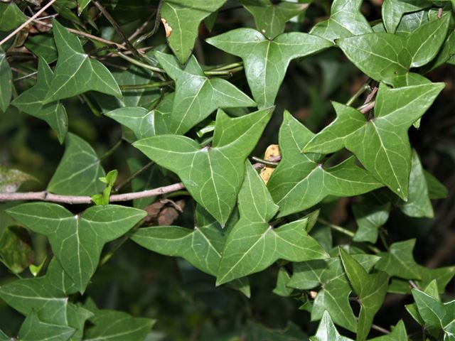Senecio macroglossus evergreen ivy shaped leaves