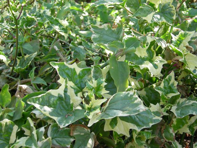 Senecio tamoides variegated leaves