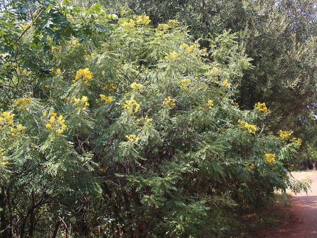 Senna petersiana Apiespeul Good tree for small gardens in sun or semi shade