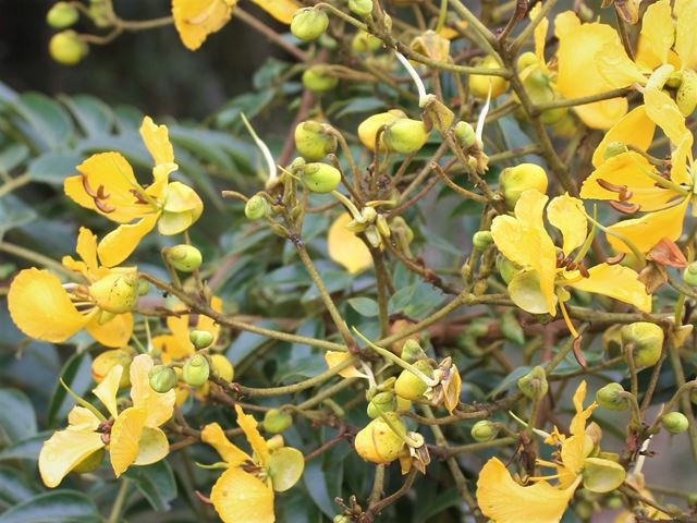 Senna petersiana Monkey pod attracts birds and insects with sented yellow flowers