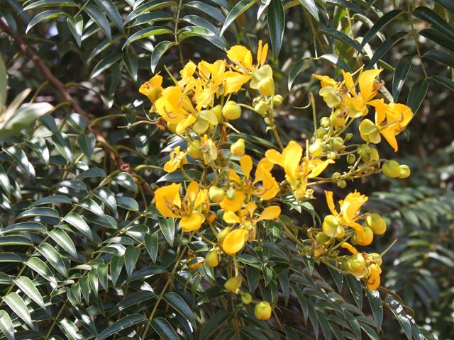 Senna petersiana abundant yellow flowers in late summer and autumn