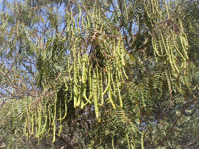 Senna petersiana pods Monkey Pods attractive small indigenous trees for the garden