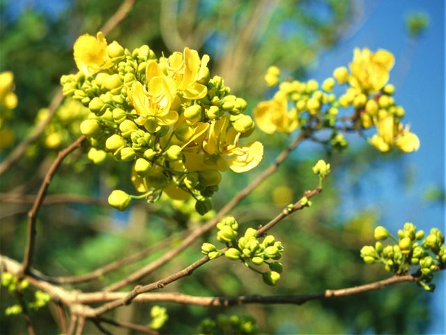 Senna petersiana small indigenous tree with yellow flowers