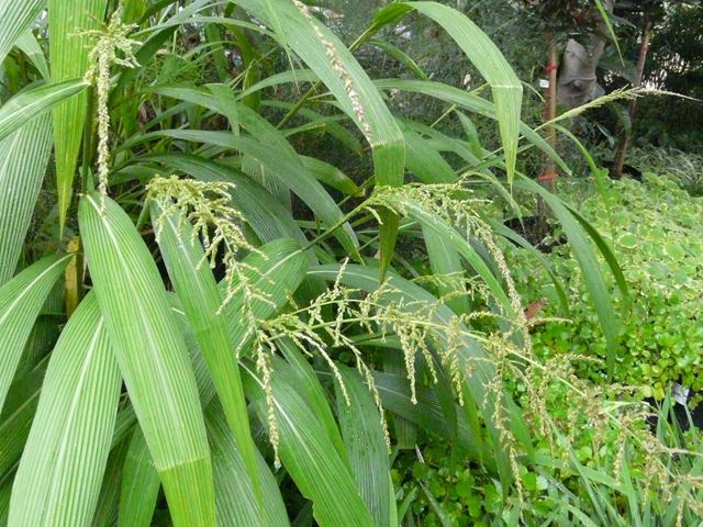 Setaria megaphylla broad leaved bristle grass