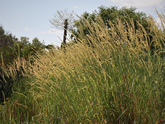 Setaria sphacelata Golden Bristle Grass water moisture loving grass