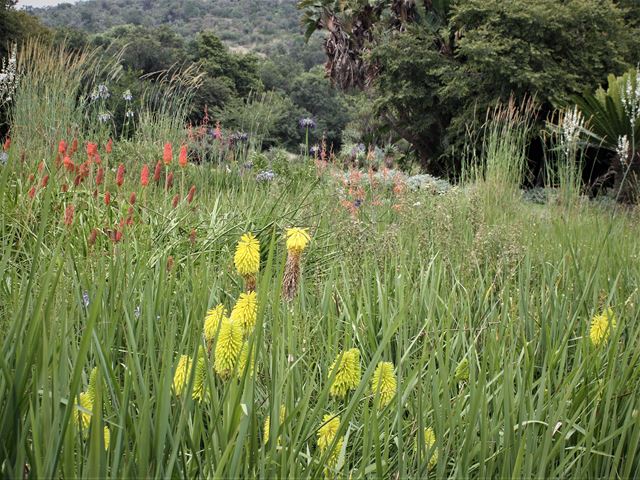 Setaria sphacelata in WSNBG flowering grassland garden