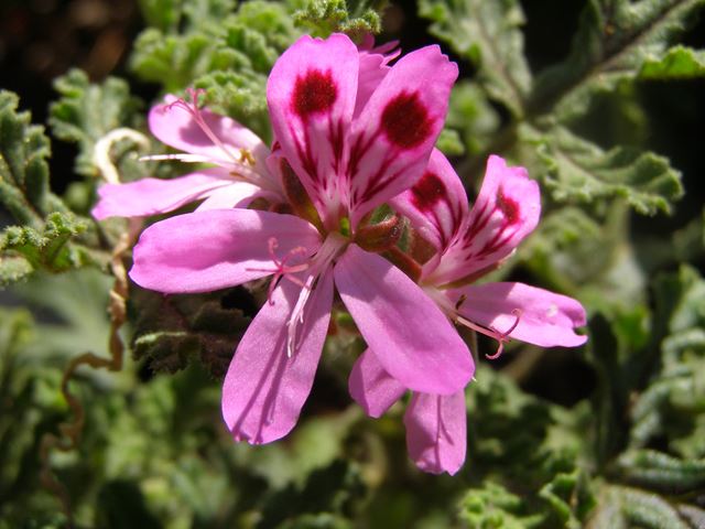 Shrubs with pink flowers Pelargonium quercifolium Royal Oak