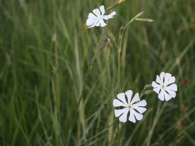 Silene bellidioides flowers